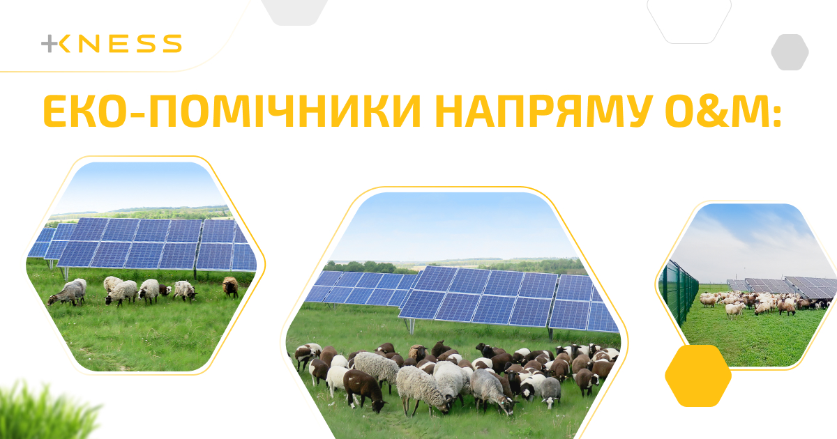 вівці_WEB post - укр